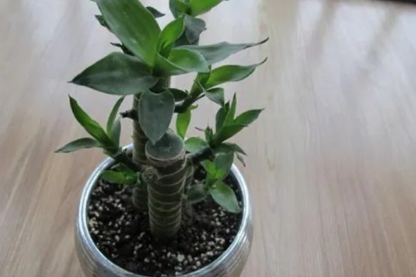 水培富贵竹怎么改土培，消毒处理后直接扦插进花盆即可