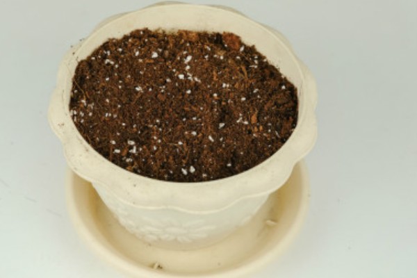 水培富贵竹怎么改土培，消毒处理后直接扦插进花盆即可