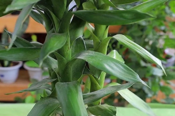 水培富贵竹怎么改土培，消毒处理后直接扦插进花盆即可