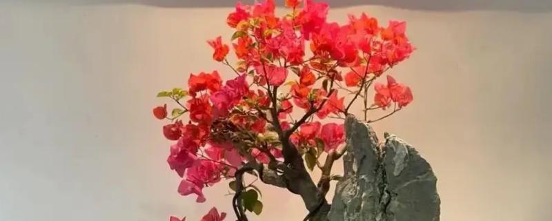 三角梅不开花如何处理，缺水时要浇水保湿