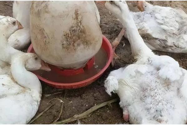鹅喂土霉素一次喂多少,每次的用量为25-50毫克