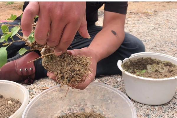 三角梅不开花如何处理，缺水时要浇水保湿