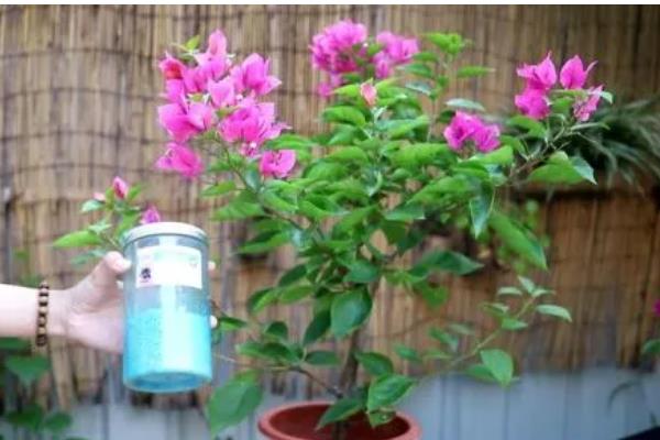 三角梅不开花如何处理，缺水时要浇水保湿