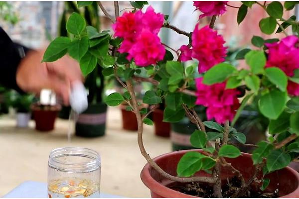三角梅不开花如何处理，缺水时要浇水保湿