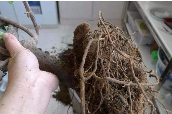 三角梅不开花如何处理，缺水时要浇水保湿