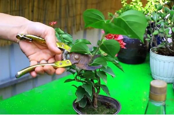 三角梅不开花如何处理，缺水时要浇水保湿