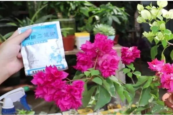 三角梅不开花如何处理，缺水时要浇水保湿