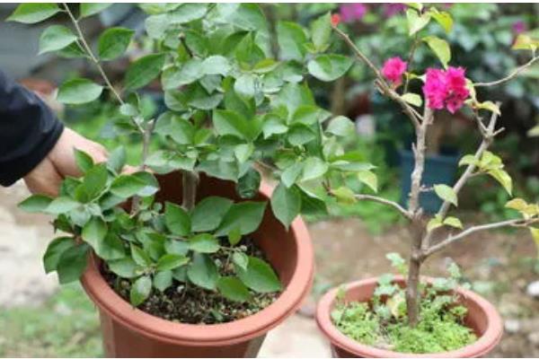 三角梅不开花如何处理，缺水时要浇水保湿