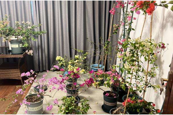 三角梅不开花如何处理，缺水时要浇水保湿