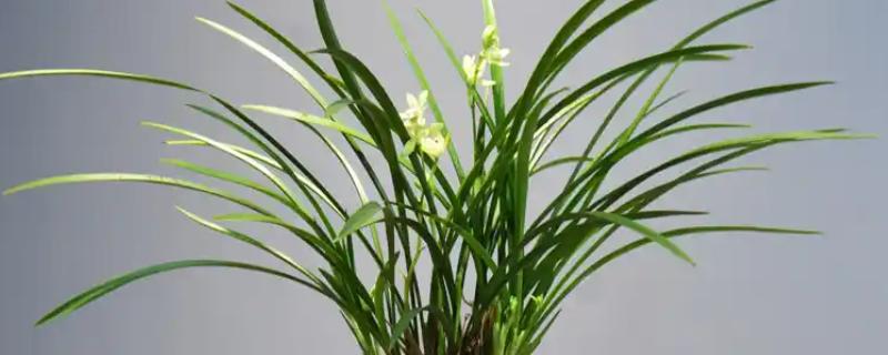 兰花的养护方法，生长期间需确保水分的充足