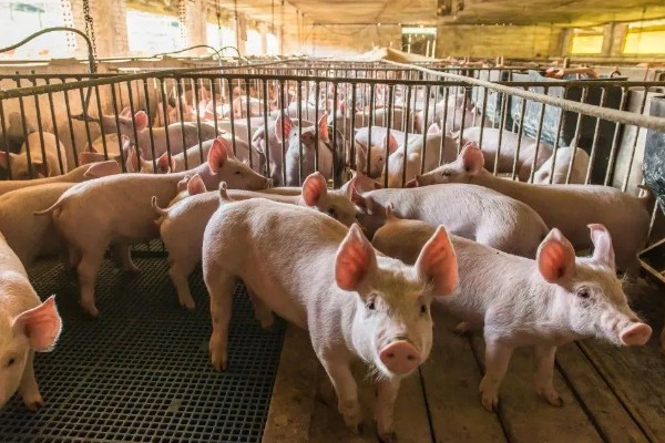 非洲猪瘟怎么防控,禁止无关人员进入养殖场