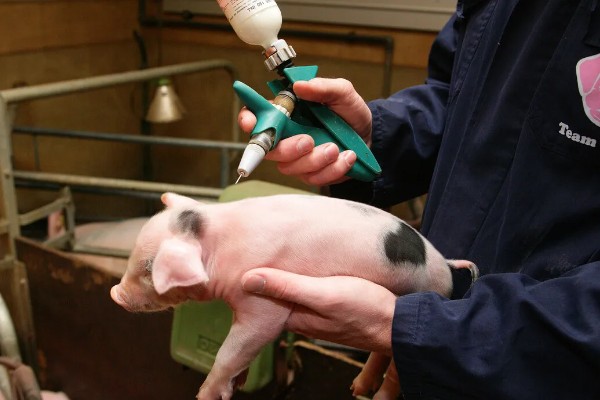 非洲猪瘟怎么防控,禁止无关人员进入养殖场