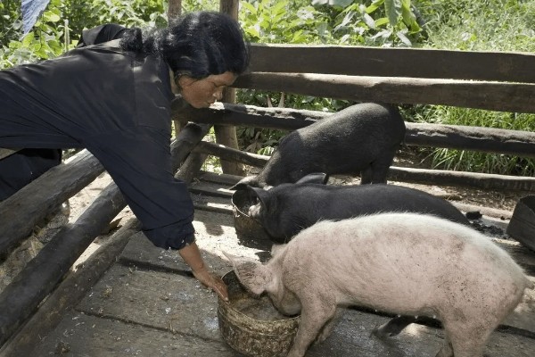 非洲猪瘟怎么防控,禁止无关人员进入养殖场