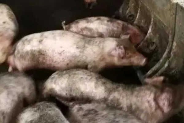 非洲猪瘟怎么防控,禁止无关人员进入养殖场