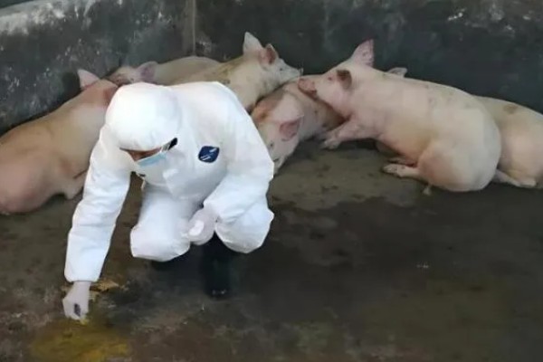 非洲猪瘟怎么防控,禁止无关人员进入养殖场