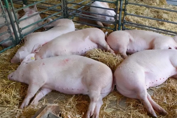 非洲猪瘟怎么防控,禁止无关人员进入养殖场