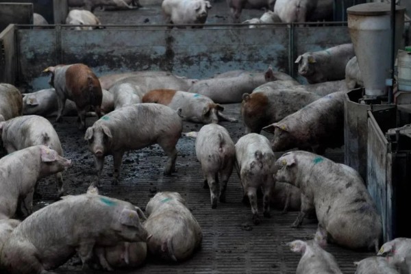 非洲猪瘟怎么防控,禁止无关人员进入养殖场