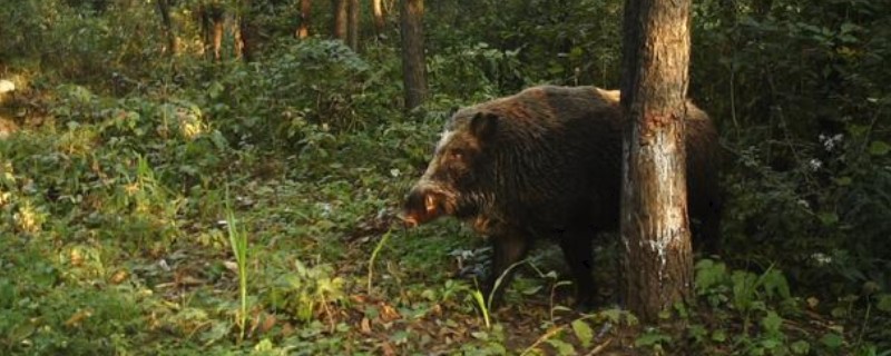 野猪擦痒树是固定的吗，相对是比较固定的