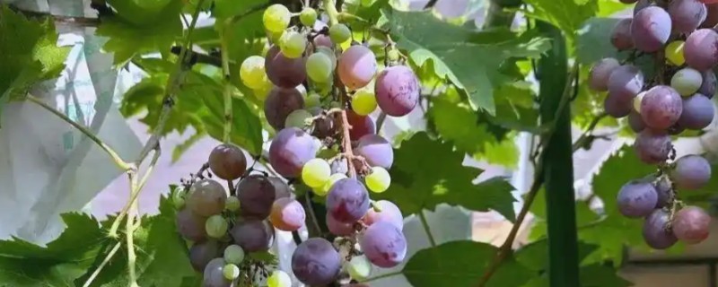 葡萄树用哪种肥料长得快，推荐速效氮肥、硼肥等