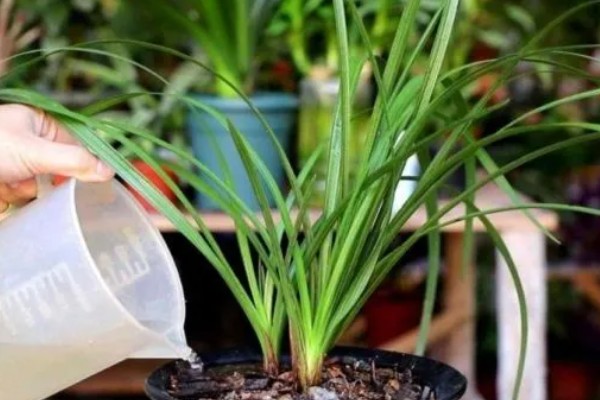 兰花的养护方法，生长期间需确保水分的充足