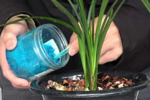 兰花的养护方法，生长期间需确保水分的充足