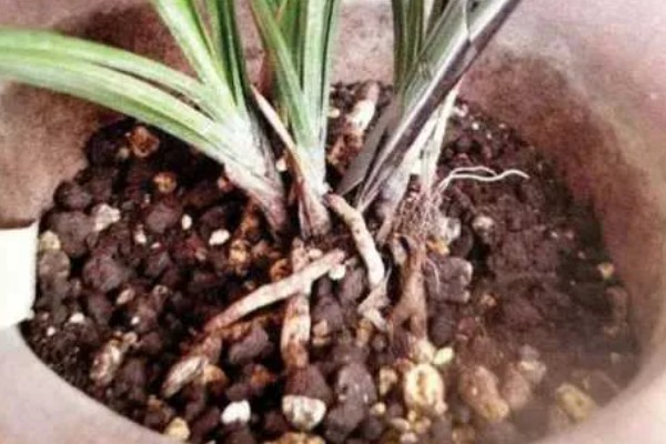 兰花的养护方法，生长期间需确保水分的充足