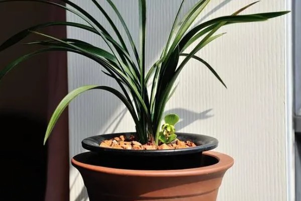 兰花的养护方法，生长期间需确保水分的充足