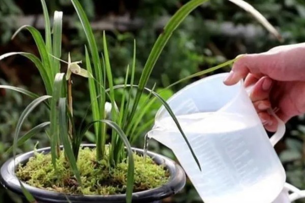 兰花的养护方法，生长期间需确保水分的充足