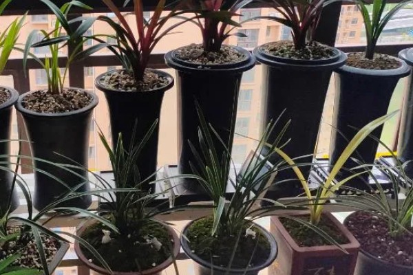 兰花的养护方法，生长期间需确保水分的充足