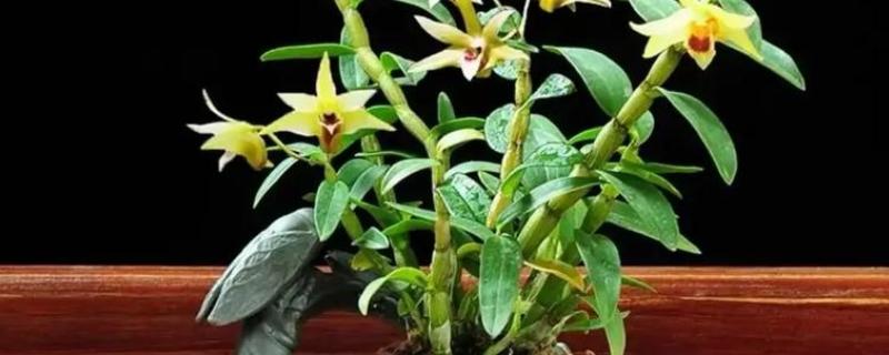 石斛的品种，常见的有铁皮石斛、鼓槌石斛等