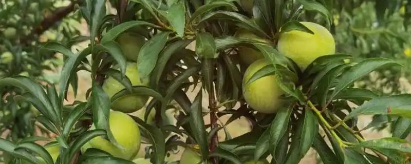 哪些李子的含糖量比较高，冰糖李、蜂蜜李等品种的味道较甜