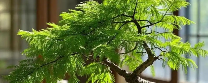 水杉盆景枯萎了如何处理，放在光线明亮处有助于恢复生长