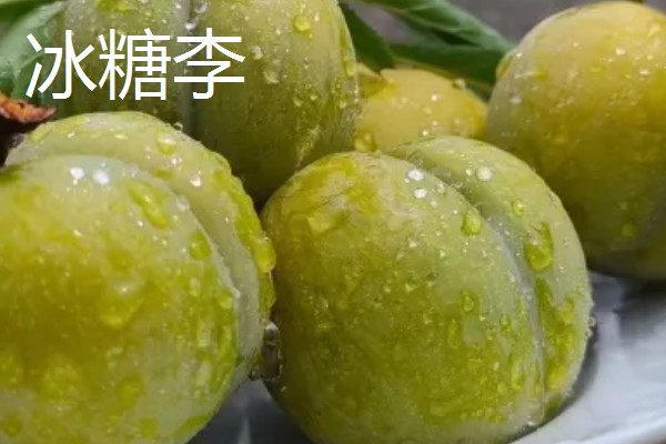 哪些李子的含糖量比较高，冰糖李、蜂蜜李等品种的味道较甜