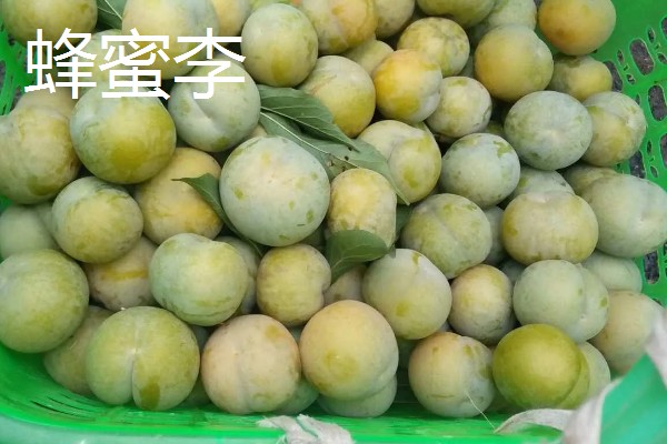 哪些李子的含糖量比较高，冰糖李、蜂蜜李等品种的味道较甜