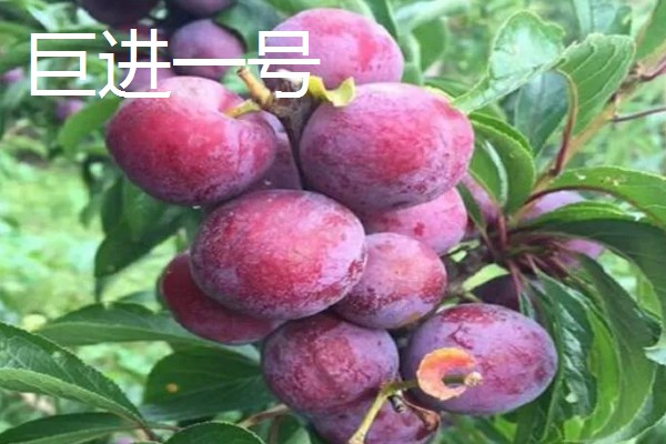 哪些李子的含糖量比较高，冰糖李、蜂蜜李等品种的味道较甜