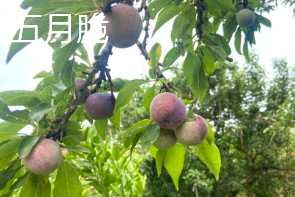 哪些李子的含糖量比较高，冰糖李、蜂蜜李等品种的味道较甜