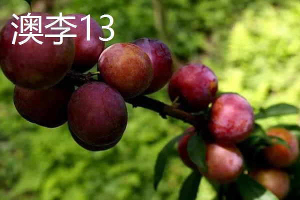 哪些李子的含糖量比较高，冰糖李、蜂蜜李等品种的味道较甜