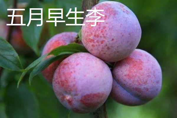 哪些李子的含糖量比较高，冰糖李、蜂蜜李等品种的味道较甜