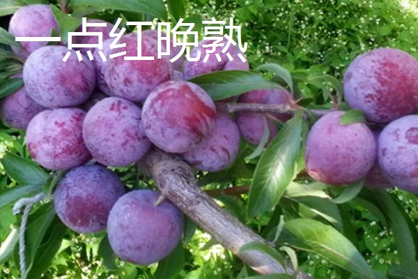 哪些李子的含糖量比较高，冰糖李、蜂蜜李等品种的味道较甜