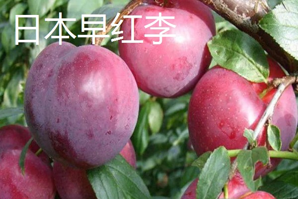 哪些李子的含糖量比较高，冰糖李、蜂蜜李等品种的味道较甜