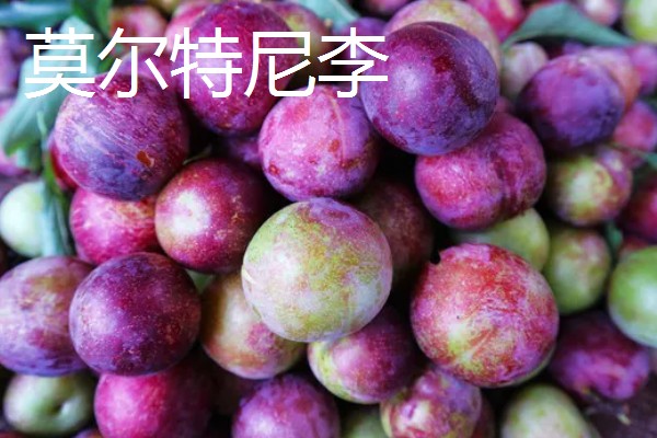 哪些李子的含糖量比较高，冰糖李、蜂蜜李等品种的味道较甜