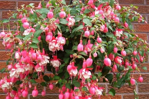 倒挂金钟枯萎是否还有救，将枝叶剪下并扦插即可重新生长