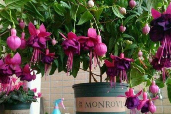 倒挂金钟枯萎是否还有救，将枝叶剪下并扦插即可重新生长