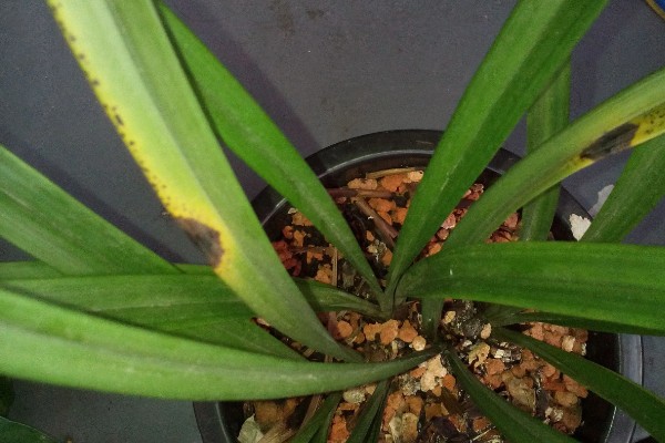 兰花叶子发黑干枯的原因，可能是湿度过低或水分不足所致