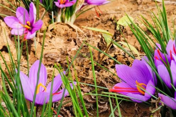 藏红花的养殖条件，喜欢生长在半阴环境中