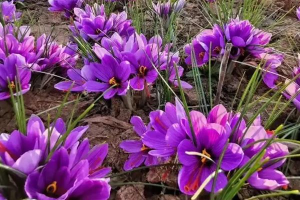 藏红花的养殖条件，喜欢生长在半阴环境中