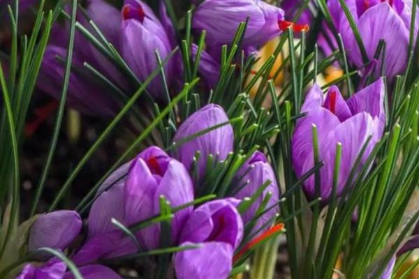 藏红花的养殖条件，喜欢生长在半阴环境中