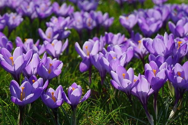 藏红花的养殖条件，喜欢生长在半阴环境中