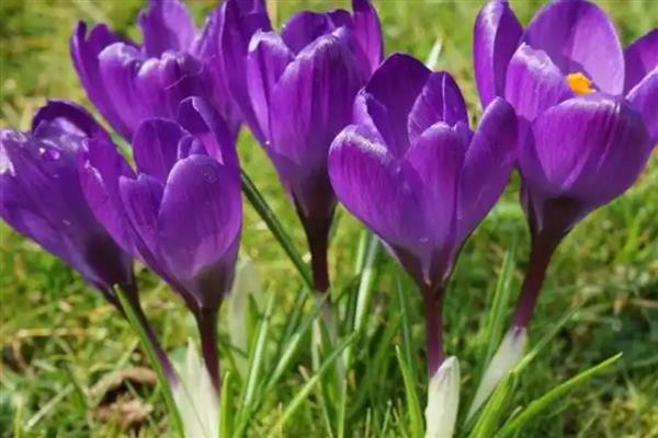 藏红花的养殖条件，喜欢生长在半阴环境中