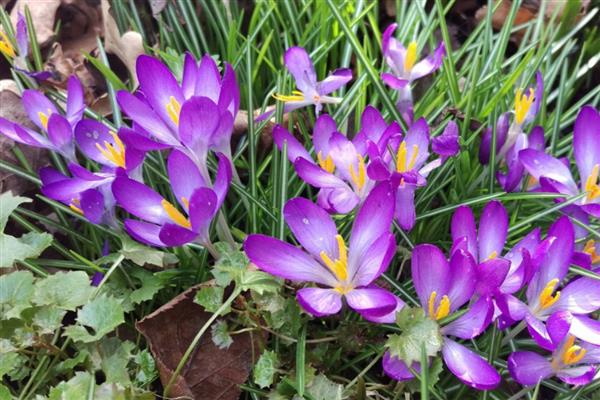 藏红花的养殖条件，喜欢生长在半阴环境中